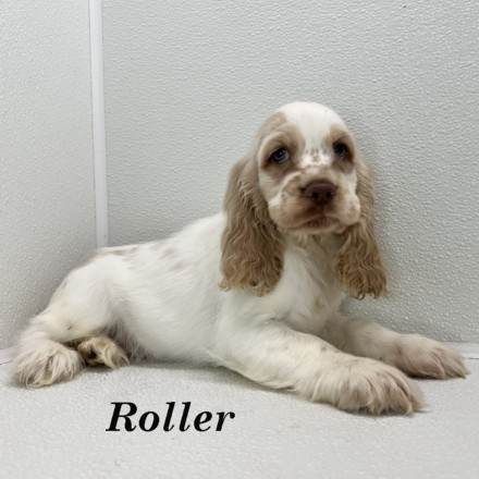 puppy, for, sale, Cocker Spaniel, Joe & Cherri  Overlease, dog, breeder, Miller, MO, dog-breeder, puppy-for-sale, forsale, nearby, find, puppyfind, locator, puppylocator, aca